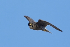 P9A2265