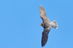 P9A2314