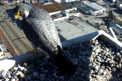 Falken-Cam1-20190216-1350342108