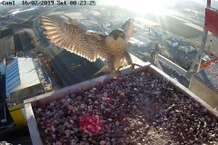 Falken-Cam1-20190216-2240355875