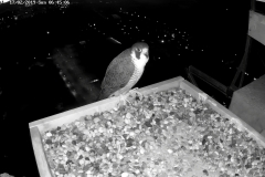 Falken-Cam1-20190217-1133004694