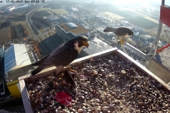 Falken-Cam1-20190217-1143252357