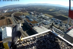 Falken-Cam1-20190218-1325337014