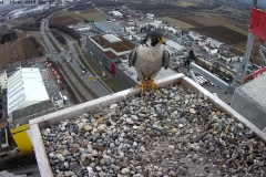 Falken-Cam1-20190219-133755