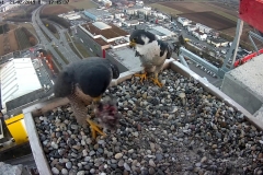 Falken-Cam1-20190221-175245