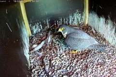 Falken-Cam2-20190218-163401