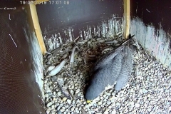 Falken-Cam2-20190219-183718