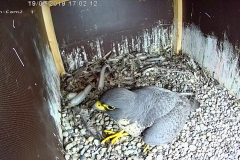 Falken-Cam2-20190219-183822