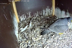 Falken-Cam2-20190219-184016