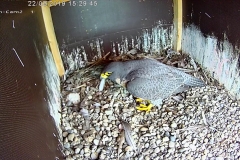 Falken-Cam2-20190222-152953