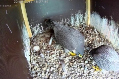 Falken-Cam2-20190222-155919